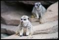 CRW_8258 Meerkats